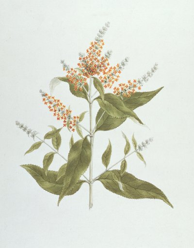 Umtar (Buddleia polystachya) by James Bruce